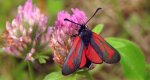 Kraśnik purpuraczek (Zygaena purpuralis)