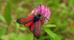 Kraśnik purpuraczek (Zygaena purpuralis)
