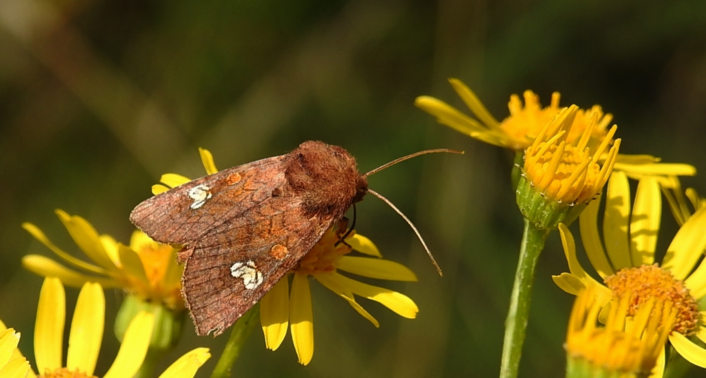 Amphipoea lucens