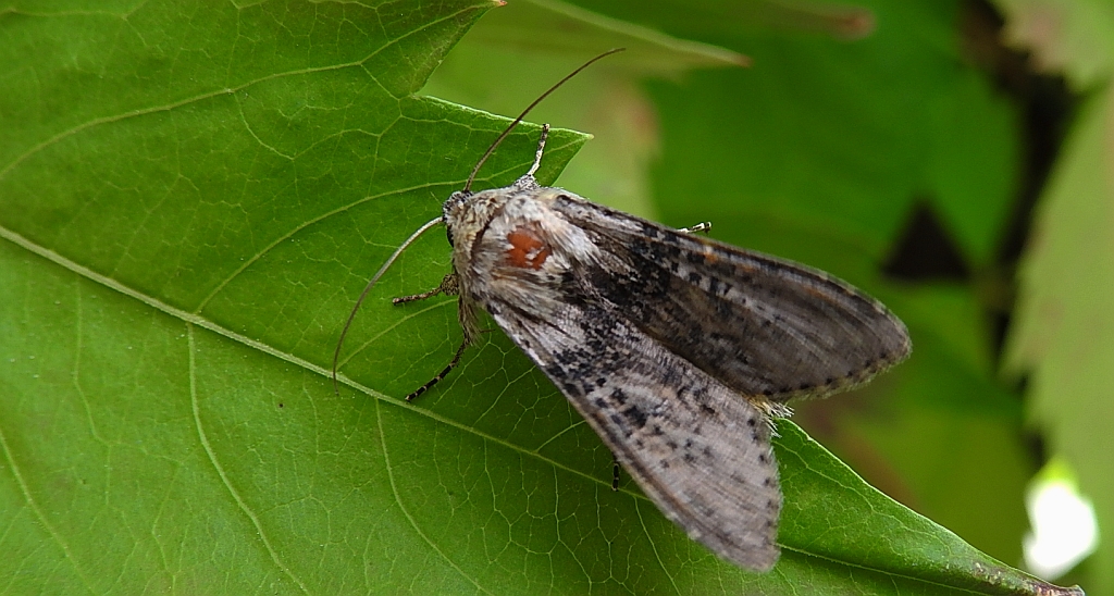 Kapturnica piołunówka (Cucullia absinthii)