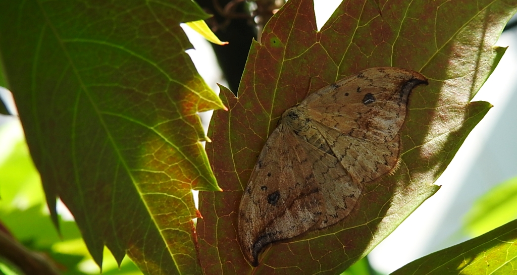 Wycinka sierpianka (Drepana falcataria)