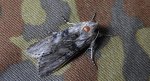 Kapturnica piołunówka (Cucullia absinthii)