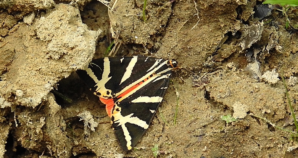 Krasopani hera (Euplagia quadripunctaria)