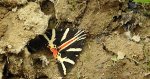 Krasopani hera (Euplagia quadripunctaria)