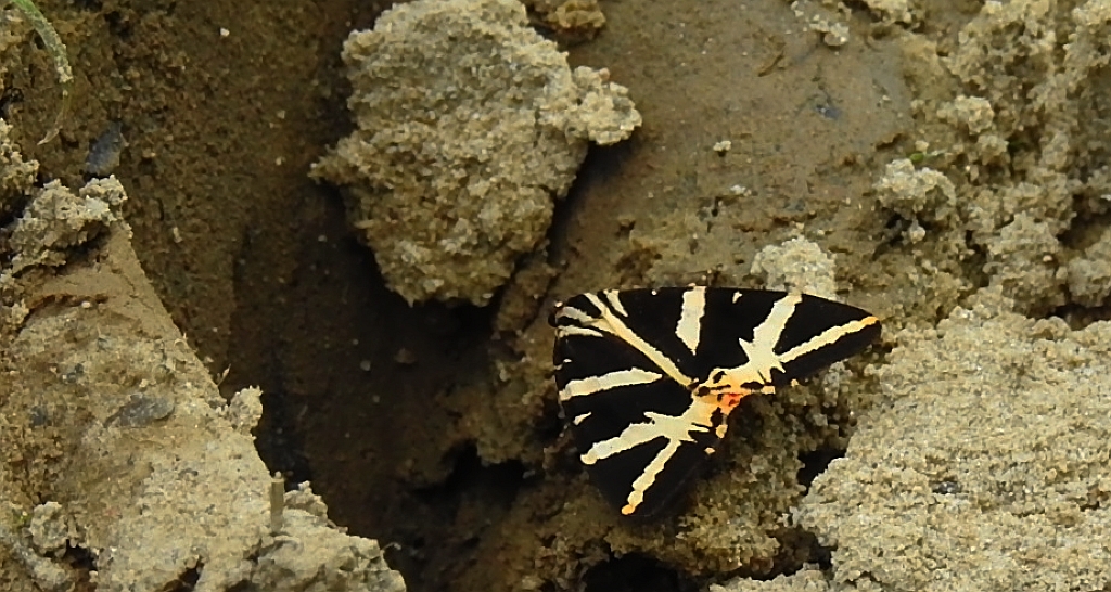 Krasopani hera (Euplagia quadripunctaria)