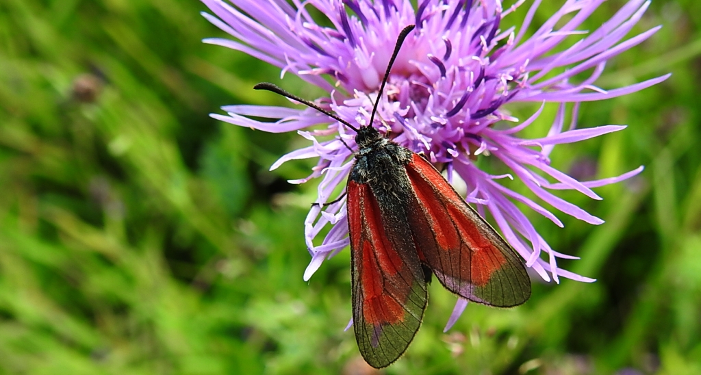 Kraśnik - Zygaena minos