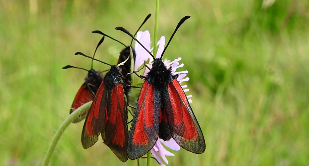 Kraśnik - Zygaena minos