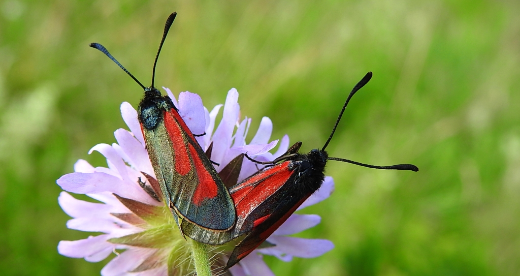 Kraśnik - Zygaena minos