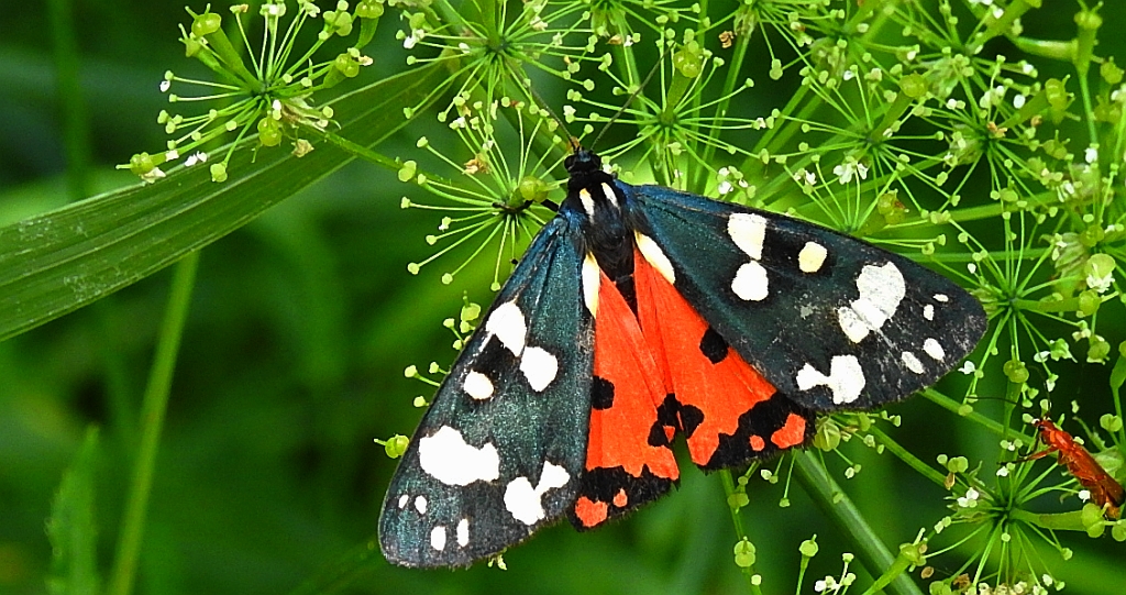 Krasopani poziomkówka (Callimorpha dominula)