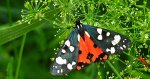 Krasopani poziomkówka (Callimorpha dominula)
