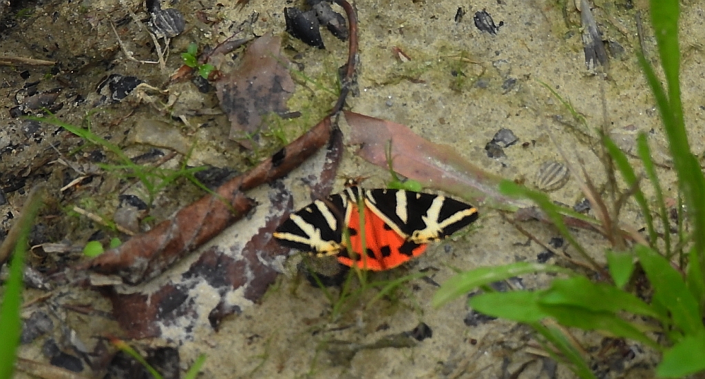 Krasopani hera (Euplagia quadripunctaria)