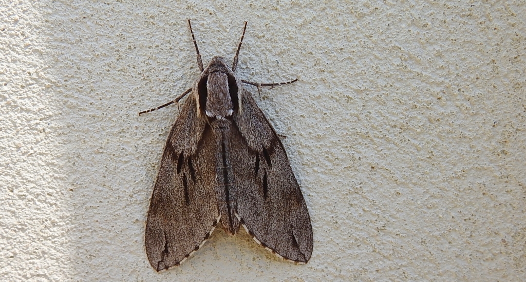 Zawisak borowiec (Sphinx pinastri)