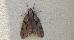 Zawisak borowiec (Sphinx pinastri)