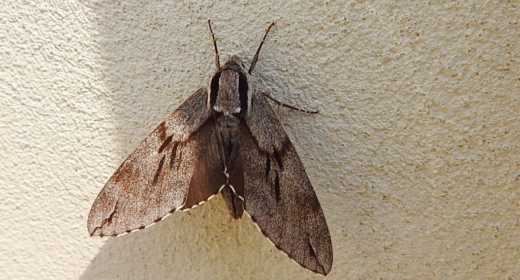 Zawisak borowiec (Sphinx pinastri)
