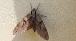 Zawisak borowiec (Sphinx pinastri)