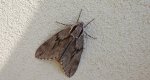 Zawisak borowiec (Sphinx pinastri)