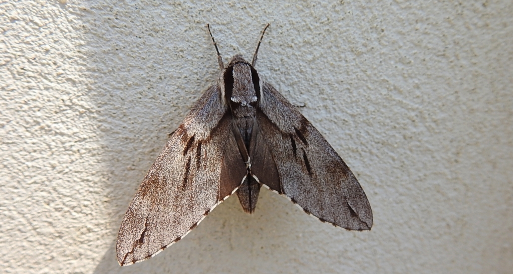 Zawisak borowiec (Sphinx pinastri)