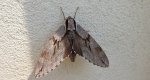 Zawisak borowiec (Sphinx pinastri)