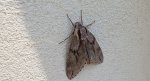 Zawisak borowiec (Sphinx pinastri)