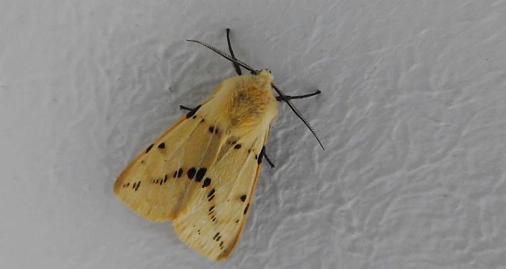 Szewnica bzówka, bieżnica bzówka, bieżnica żółtawa (Spilosoma lutea)