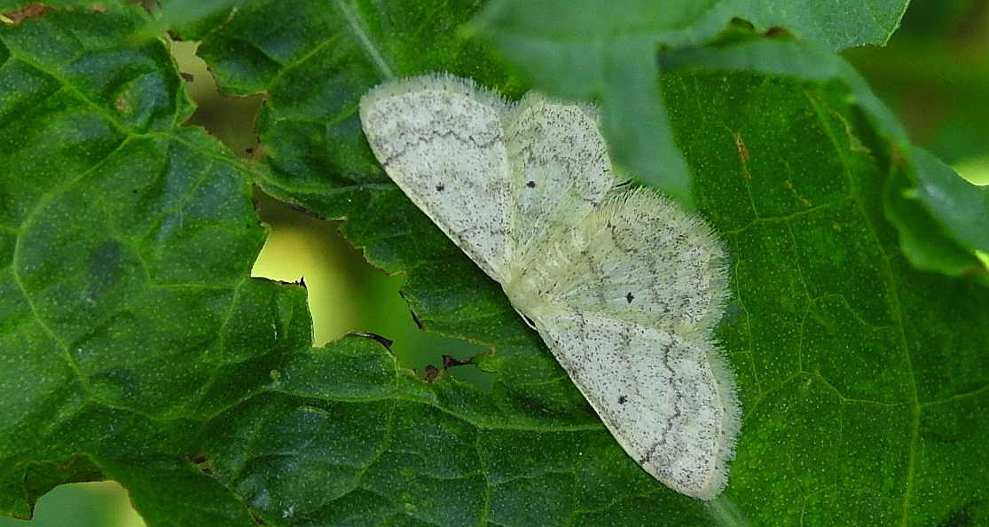Krocznik odwrotnik (Idaea aversata)