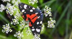 Krasopani poziomkówka (Callimorpha dominula)