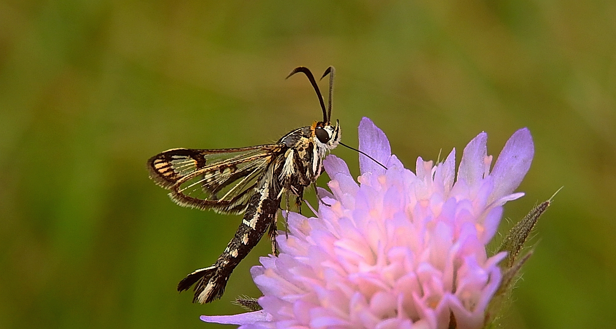 Przeziernik - Pyropteron triannuliformis