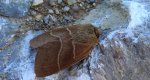 Barczatka malinówka, kokonica malinówka (Macrothylacia rubi)