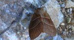 Barczatka malinówka, kokonica malinówka (Macrothylacia rubi)
