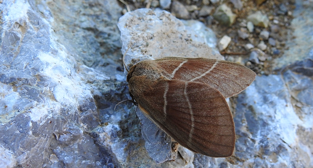 Barczatka malinówka, kokonica malinówka (Macrothylacia rubi)