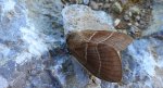Barczatka malinówka, kokonica malinówka (Macrothylacia rubi)