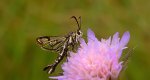 Przeziernik - Pyropteron triannuliformis