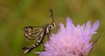 Przeziernik - Pyropteron triannuliformis