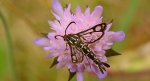 Przeziernik - Pyropteron triannuliformis