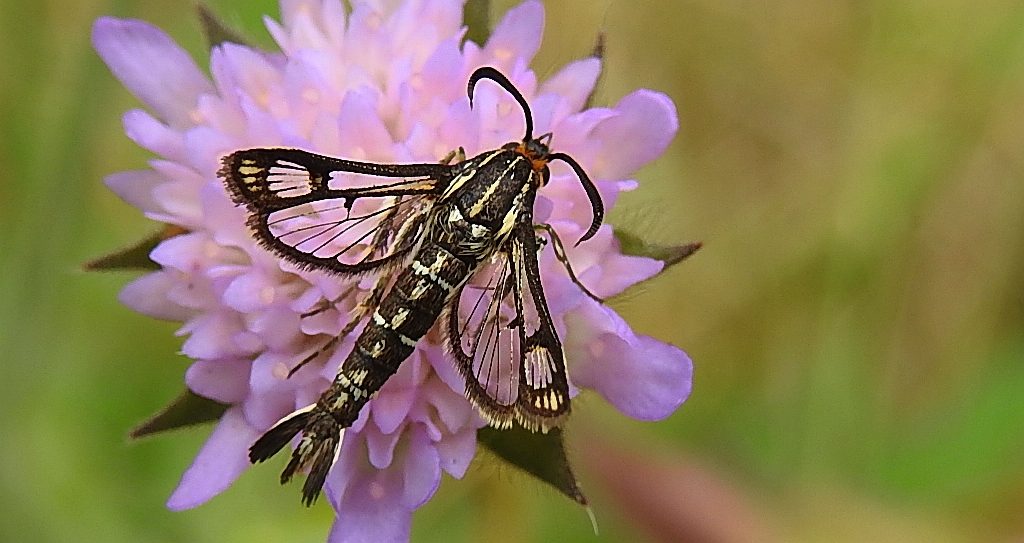 Przeziernik - Pyropteron triannuliformis