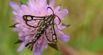 Przeziernik - Pyropteron triannuliformis