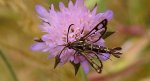 Przeziernik - Pyropteron triannuliformis