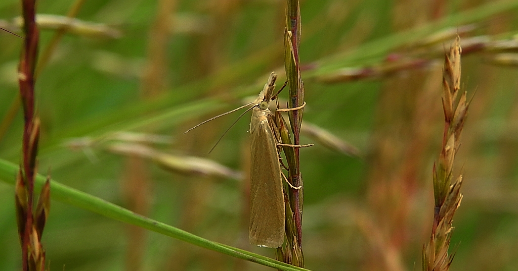 Crambus perlella