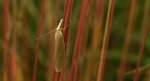 Crambus perlella