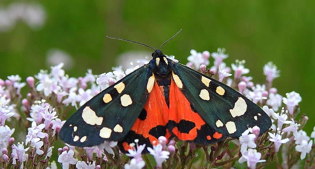 Krasopani poziomkówka (Callimorpha dominula)