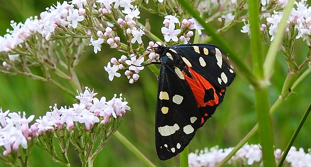 Krasopani poziomkówka (Callimorpha dominula)
