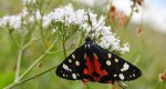 Krasopani poziomkówka (Callimorpha dominula)