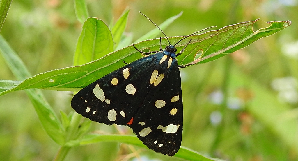 Krasopani poziomkówka (Callimorpha dominula)