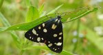 Krasopani poziomkówka (Callimorpha dominula)
