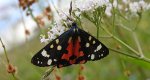 Krasopani poziomkówka (Callimorpha dominula)