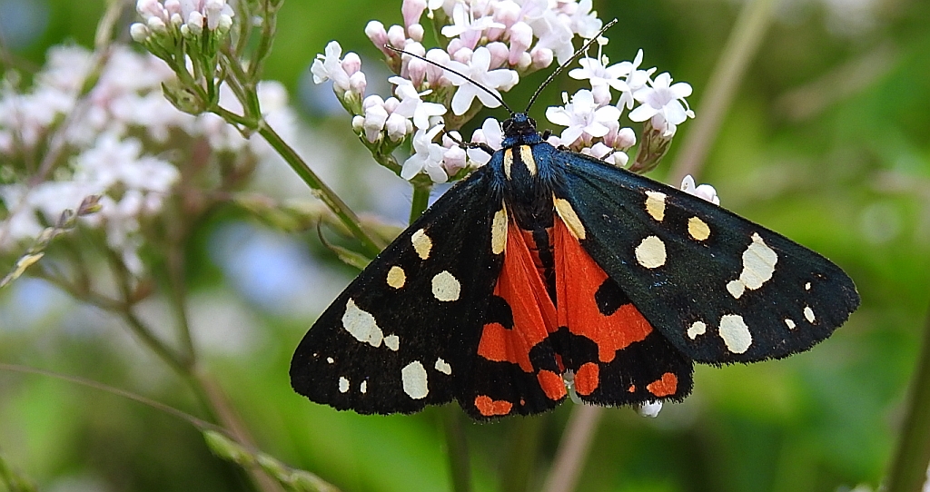 Krasopani poziomkówka (Callimorpha dominula)