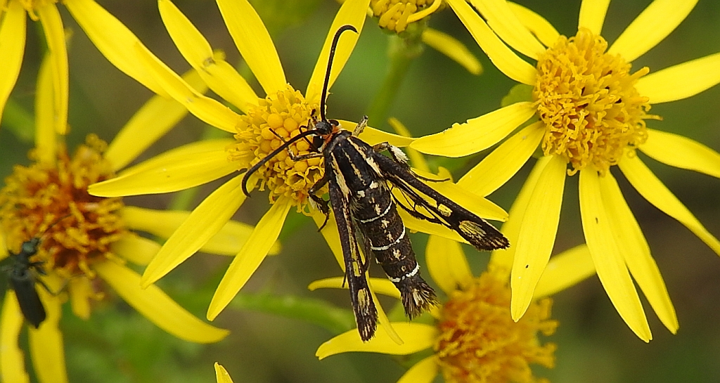 Przeziernik - Pyropteron triannuliformis