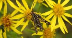 Przeziernik - Pyropteron triannuliformis
