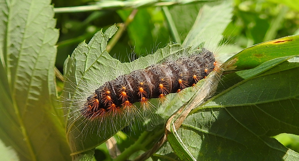 Wieczernica górolubka (Acronicta auricoma)