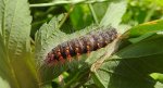 Wieczernica górolubka (Acronicta auricoma)